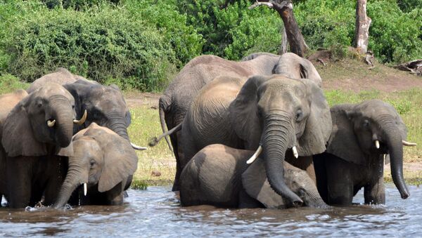 Elefantes no Parque Nacional Chobe, em Botsuana - Sputnik Brasil