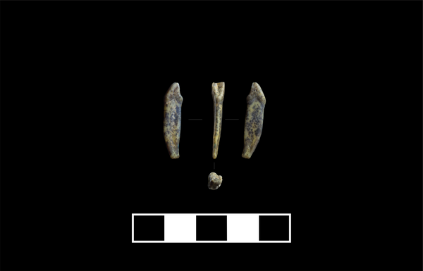 Arqueólogos encontraram dentes de neandertais na Sibéria (FOTOS) Arqueólogos encontraram dentes de neandertais na Sibéria (FOTOS) - Sputnik Brasil