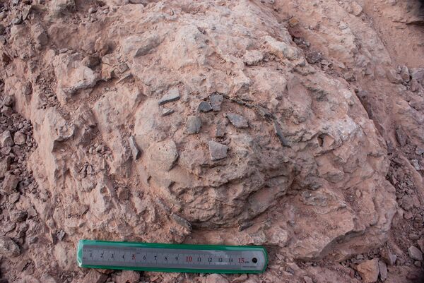 Grande depósito de ovos de dinossauro é descoberto na Espanha (FOTOS) Grande depósito de ovos de dinossauro é descoberto na Espanha (FOTOS) - Sputnik Brasil