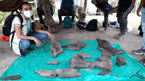 Restos de mastodonte de mais de 10.000 anos são descobertos na Colômbia (FOTO) - Sputnik Brasil