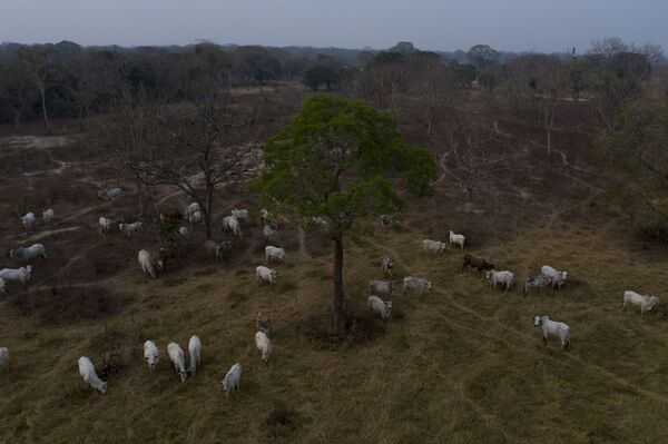 Pecuária brasileira pode dobrar a produção sem desmatamento, diz especialista - Sputnik Brasil