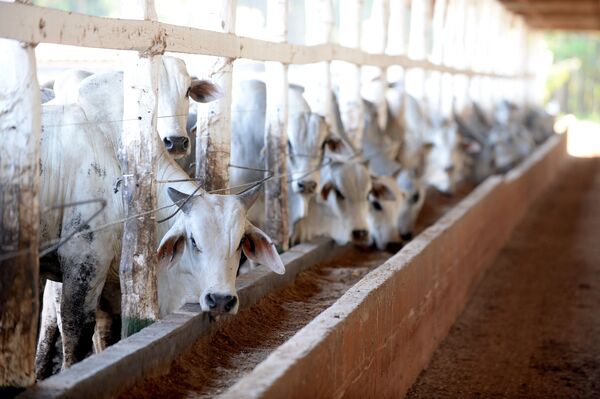 Pecuária brasileira pode dobrar a produção sem desmatamento, diz especialista - Sputnik Brasil