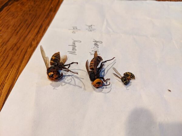 Moradores de Washington mostram vespas 'assassinas' avistadas cada vez mais no estado (VÍDEO, FOTO) - Sputnik Brasil