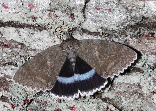 Borboleta com asas do tamanho de ave é flagrada em Chernobyl (FOTOS) - Sputnik Brasil