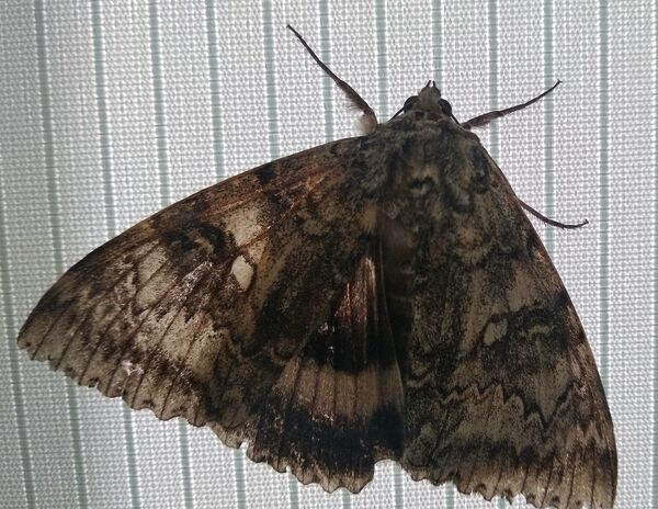 Borboleta com asas do tamanho de ave é flagrada em Chernobyl (FOTOS) - Sputnik Brasil