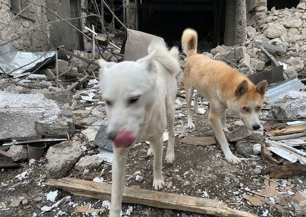 Cachorros passam por escombros de casas destruídas por ataque a Stepanakert - Sputnik Brasil