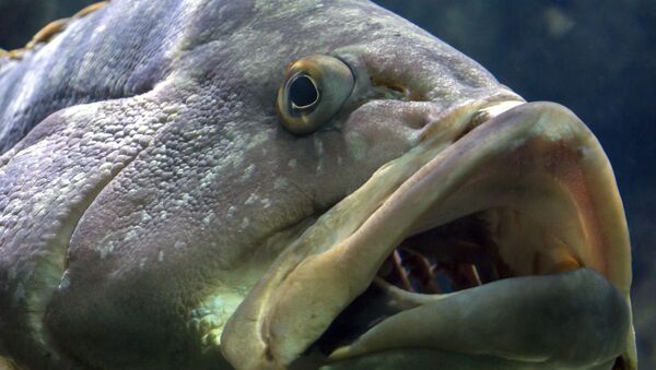 Piracuca ou Epinephelus marginatus no Cretaquarium na cidade de Heraklion, ilha de Creta, Grécia (imagem referencial) - Sputnik Brasil