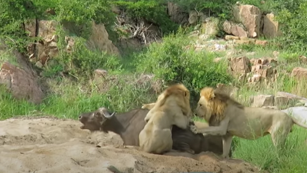 Leões cercam búfalo - Sputnik Brasil