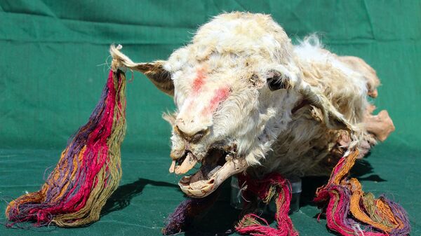 Com riqueza de detalhes, lhamas mumificadas há 500 anos são encontradas no Peru (FOTOS) - Sputnik Brasil