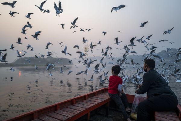 Pai e filho alimentam gaivotas nas margens do rio Yamuna durante manhã com neblina em Nova Deli, Índia - Sputnik Brasil