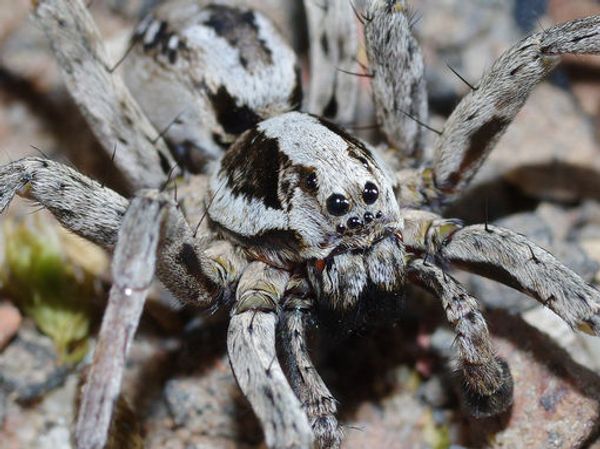 Supostamente extinta, aranha incomum surge em campo militar no Reino Unido (FOTO) - Sputnik Brasil