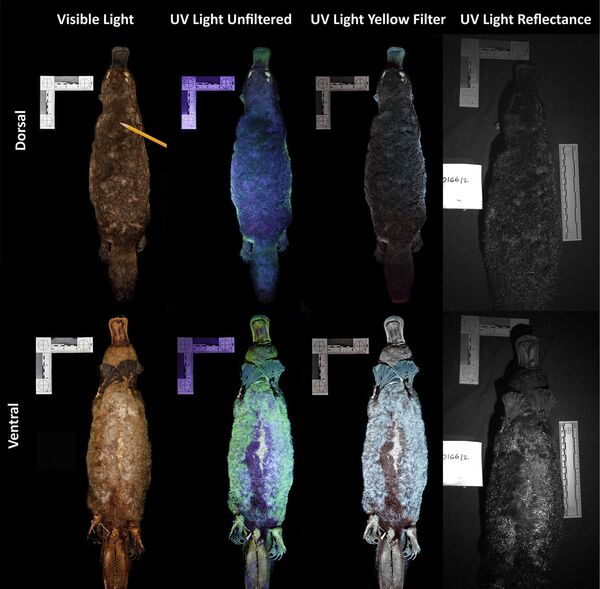 Ornitorrincos têm pele fluorescente, descobrem cientistas (FOTO) - Sputnik Brasil
