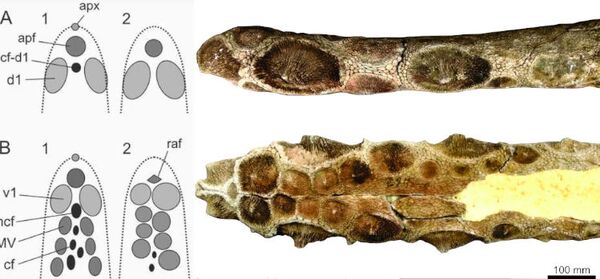 Fóssil de tatu gigante de 10.000 anos com espinhos na cauda é encontrado na Argentina (FOTOS) - Sputnik Brasil