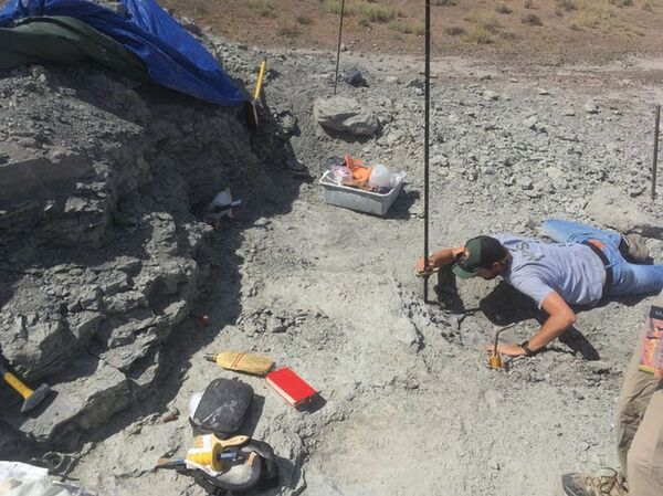 Achado em floresta petrificada, fóssil raro de mais de 220 mi de anos tem aparência revelada (FOTOS) - Sputnik Brasil