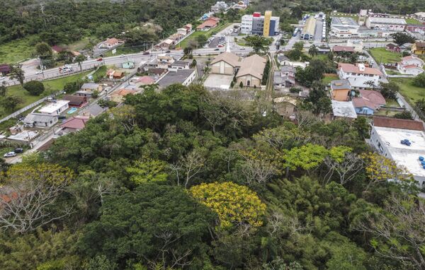 Nem Amazônia nem Pantanal: por que a Mata Atlântica é o bioma mais ameaçado pela extinção?  - Sputnik Brasil