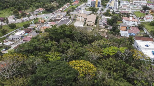 Área de Mata Atlântica nos arredores de Florianópolis  - Sputnik Brasil