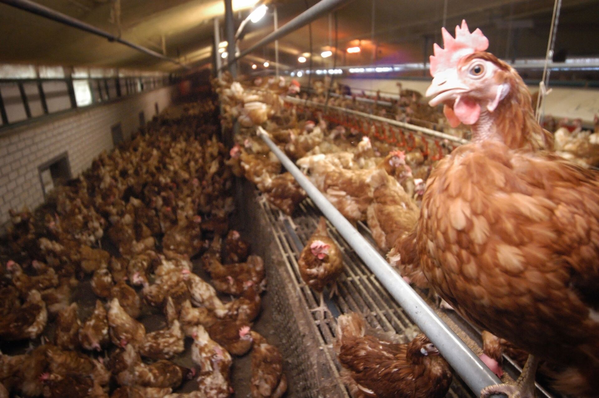 Fazenda de galinhas em Baexem, no sul dos Países Baixos (foto de arquivo) - Sputnik Brasil, 1920, 12.02.2023