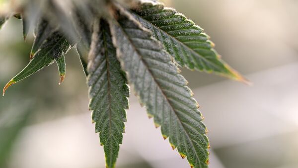 Planta de cannabis (imagem referencial). - Sputnik Brasil