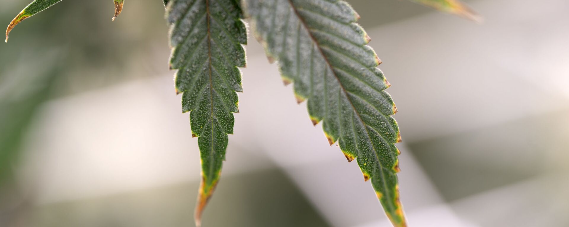 Cannabis (imagem referencial) - Sputnik Brasil, 1920, 14.11.2024