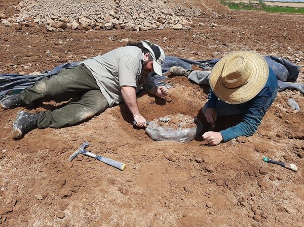 Fósseis de mais de 400 mil anos de maior urso do mundo são encontrados na Argentina (FOTOS) - Sputnik Brasil