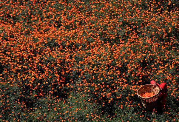 Mulher enche cesto com flores usadas em guirlandas e oferendas antes de as vender durante o festival Diwali, em Catmandu, Nepal - Sputnik Brasil