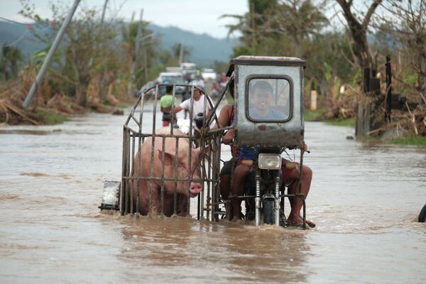 Motociclista leva um porco em sua motocicleta por caminho inundado após ação do tufão Vamco nas Filipinas - Sputnik Brasil