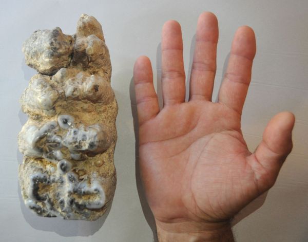 É encontrado molar de mastodonte gigantesco na Argentina (FOTO) - Sputnik Brasil