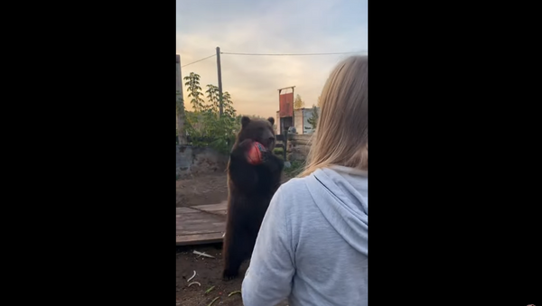 Ursa jogando bola - Sputnik Brasil