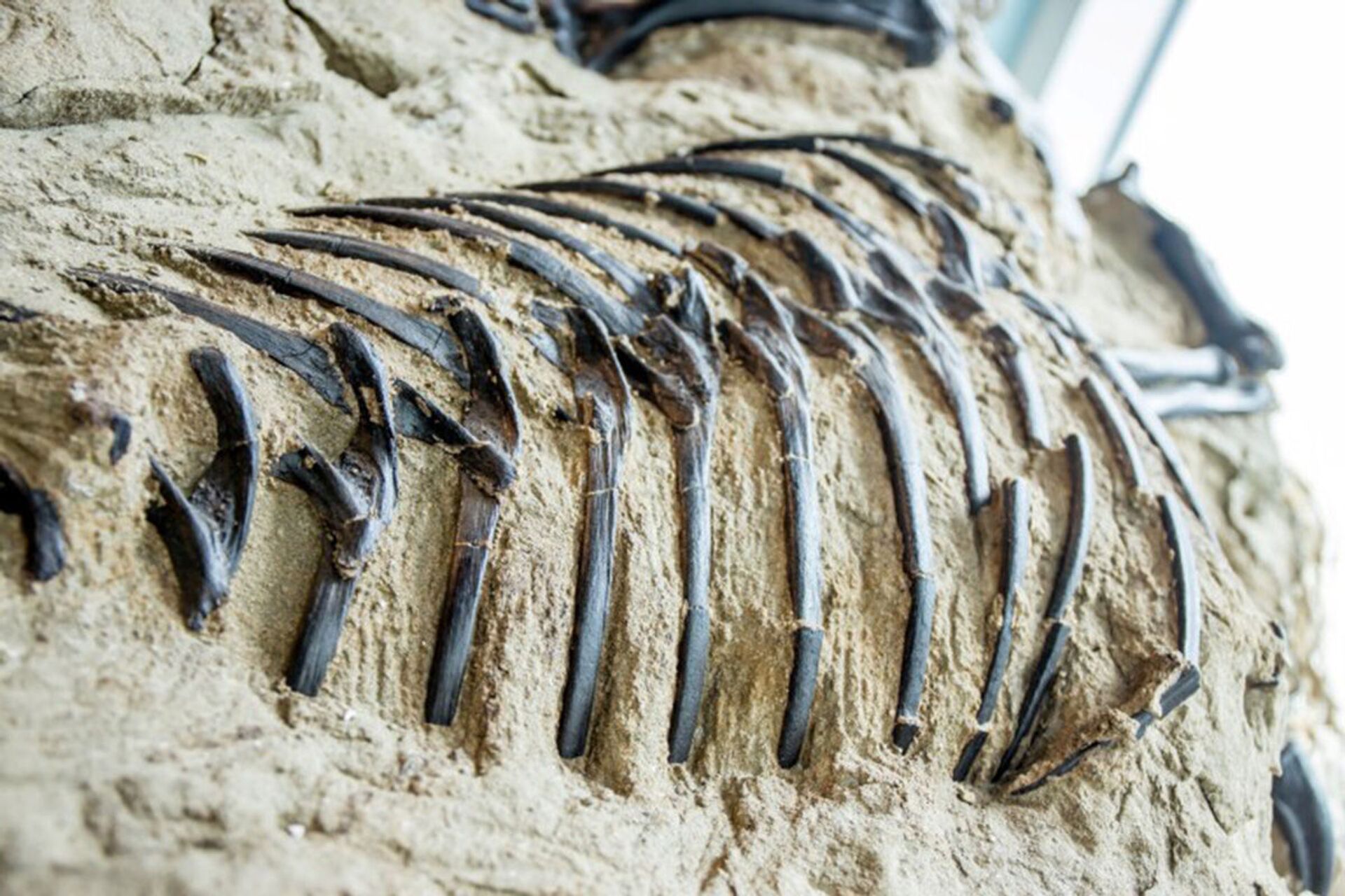 'Cemitério' de dinossauros revela que tiranossauros viviam em 'matilhas' e morriam juntos  - Sputnik Brasil, 1920, 20.04.2021