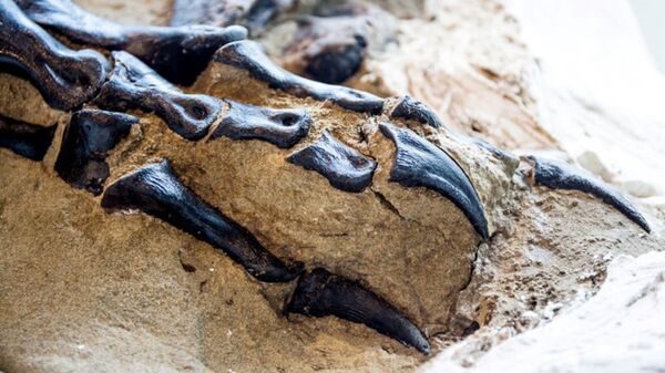 Cientistas revelaram ao mundo o primeiro fóssil completo de um Tiranossauro rex, encontrado após morrer em combate contra um Tricerátopo - Sputnik Brasil