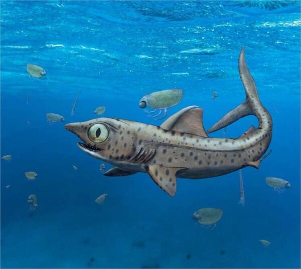 Tubarões pré-históricos possuíam mandíbulas giratórias (FOTO) - Sputnik Brasil