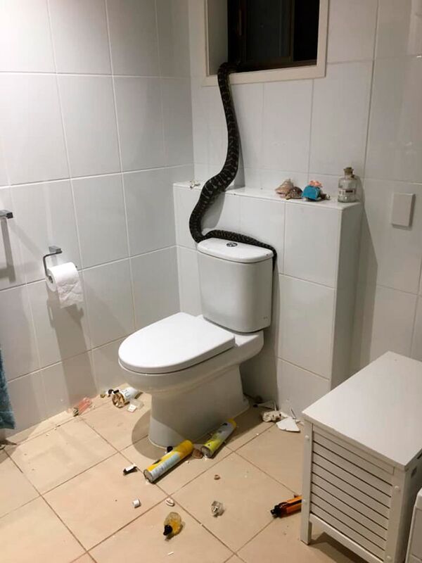 Píton-carpete surpreende família australiana ao surgir no banheiro (FOTOS) Píton-carpete surpreende família australiana ao surgir no banheiro (FOTOS) - Sputnik Brasil