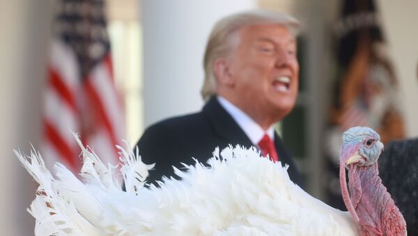 Donald Trump concede perdão ao peru Corn às vésperas do feriado de Ação de Graças, na Casa Branca - Sputnik Brasil