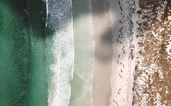 Nova Zelândia registra dezenas de mortes de golfinhos encalhados (FOTOS) - Sputnik Brasil