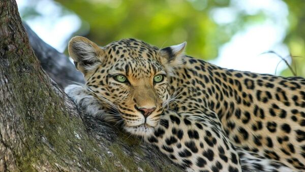 Leopardo em tronco de árvore - Sputnik Brasil
