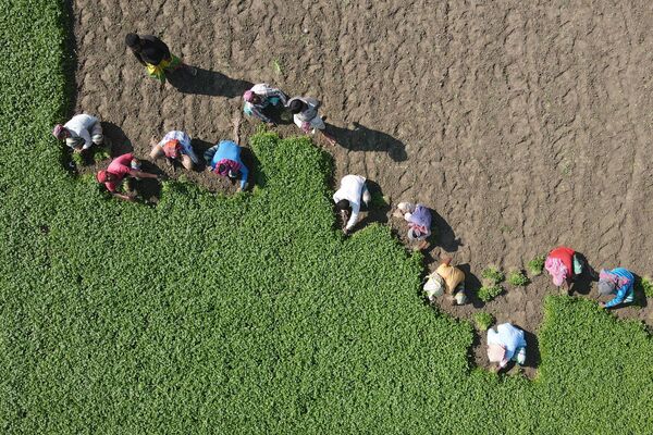 Trabalhadores capinam um campo em Bangladesh
 - Sputnik Brasil