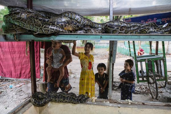 Uma família olha para os pítons birmaneses resgatados no mosteiro que se tornou o santuário de cobras nos arredores de Yangon, Mianmar, 26 de novembro, 2020 - Sputnik Brasil
