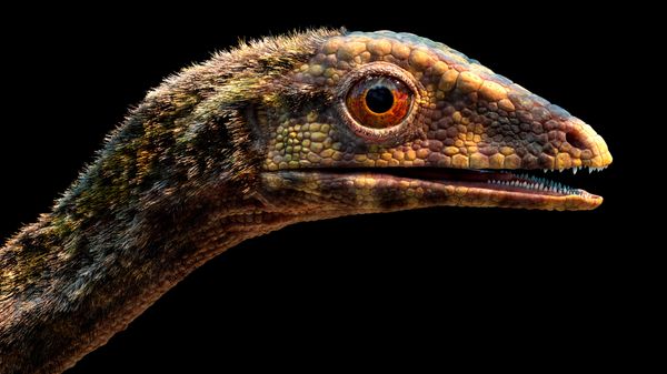Elo perdido nas origens do pterossauro é descoberto pelos cientistas (FOTO) Elo perdido nas origens do pterossauro é descoberto pelos cientistas (FOTO) - Sputnik Brasil