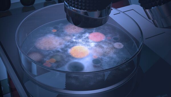 Fungos e bactérias em uma placa de Petri (imagem referencial) - Sputnik Brasil