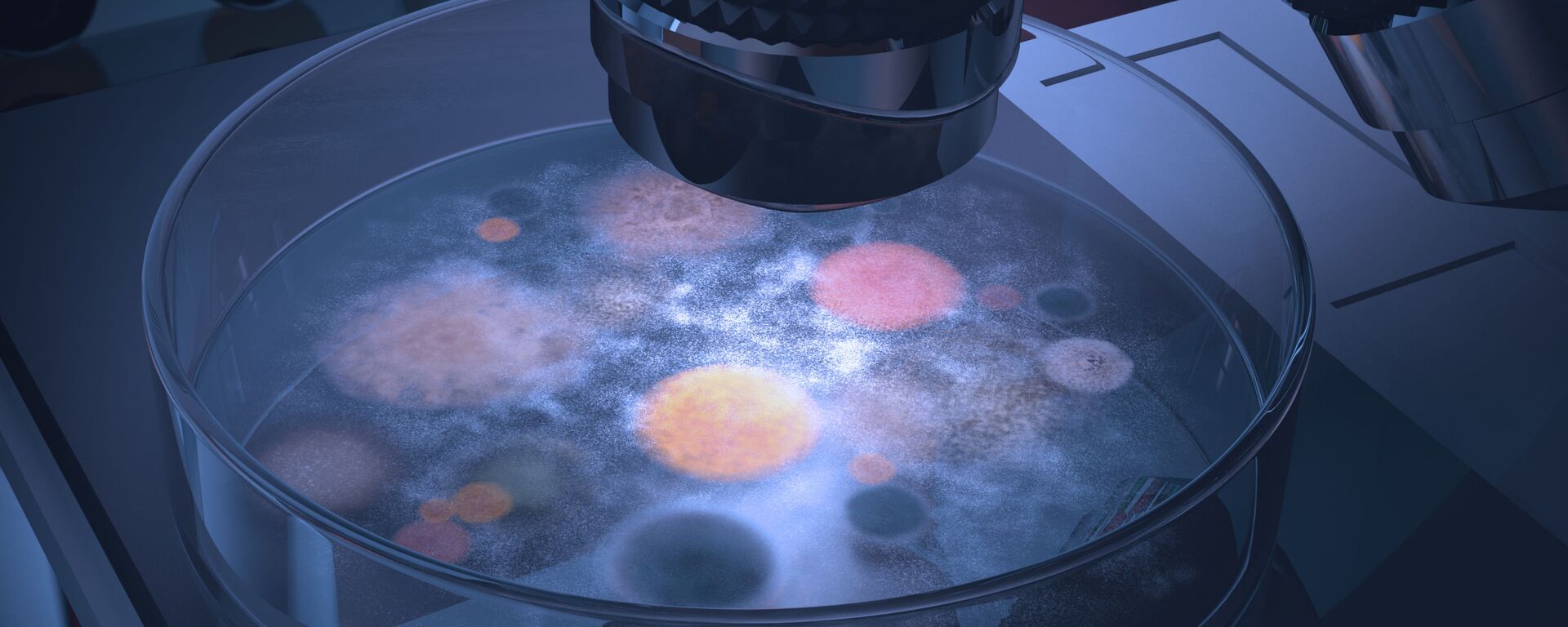 Fungos e bactérias em uma placa de Petri (imagem referencial) - Sputnik Brasil, 1920, 13.02.2025