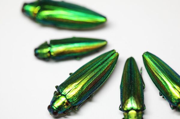 Túmulo de princesa sul-coreana repleto de tesouros de ouro é descoberto na Coreia do Sul (FOTOS) - Sputnik Brasil