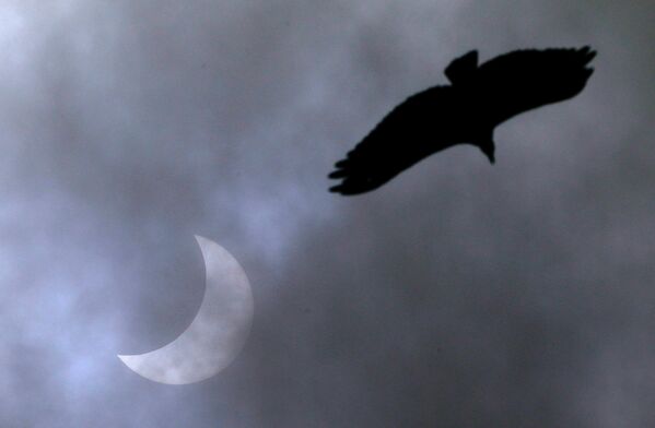 Ave é vista passando pelo eclipse solar em Porto Alegre, Brasil, 14 dezembro de 2020 - Sputnik Brasil