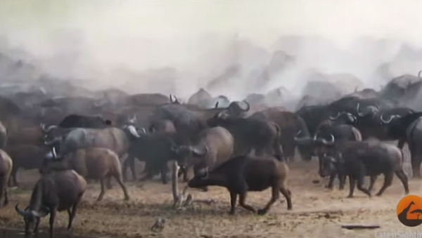 Numeroso rebanho de búfalos atropela leão e joga felino pelos ares - Sputnik Brasil