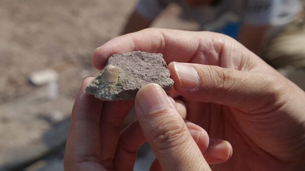 Paleontólogo trabalha escavando fóssil - Sputnik Brasil