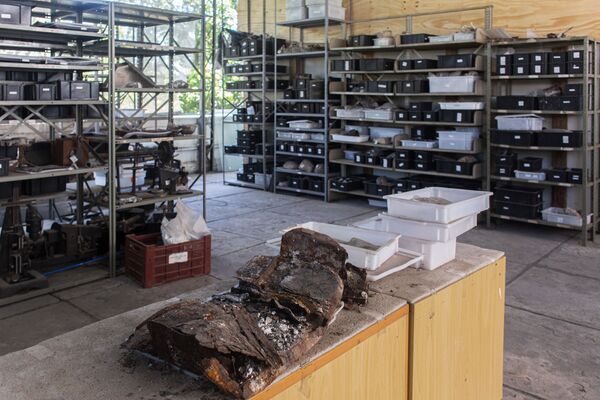 Ubirajara jubatus: 'Devolvam o fóssil ao Brasil', pede diretor do Museu Nacional  - Sputnik Brasil