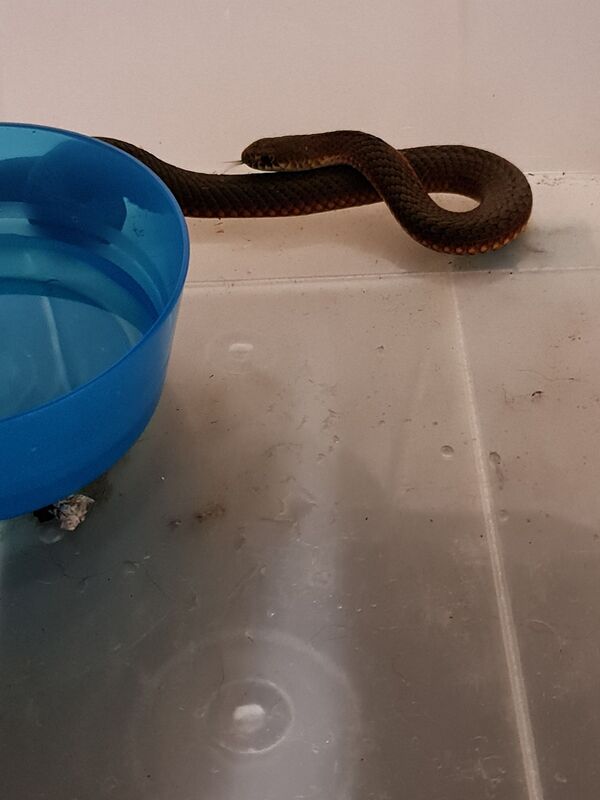 Família se surpreende ao descobrir cobra debaixo da árvore de Natal (FOTO) Família se surpreende ao descobrir cobra debaixo da árvore de Natal (FOTO) - Sputnik Brasil