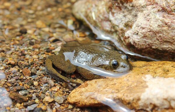 Considerados extintos antes da pandemia, animais sumidos há cerca de 100 anos são 'redescobertos' - Sputnik Brasil