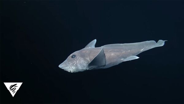 Tubarão-fantasma, também chamado de Quimera (foto referencial) - Sputnik Brasil