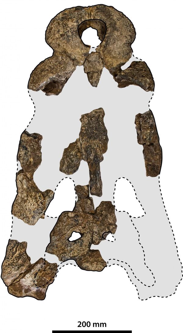 Fóssil gigante de crocodilo pré-histórico é finalmente identificado na Austrália (FOTO) - Sputnik Brasil
