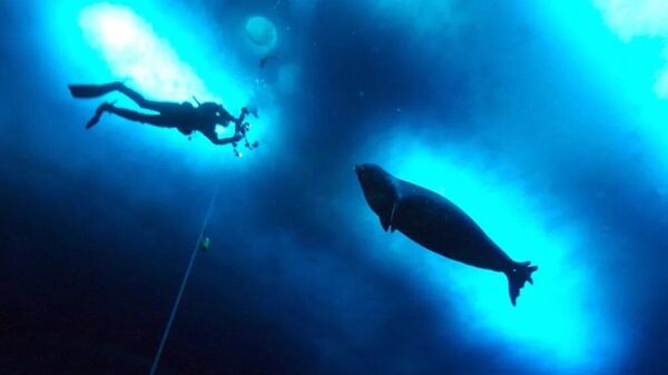 Misteriosa fonte de sinal ultrassônico na Antártica é identificada por especialistas - Sputnik Brasil